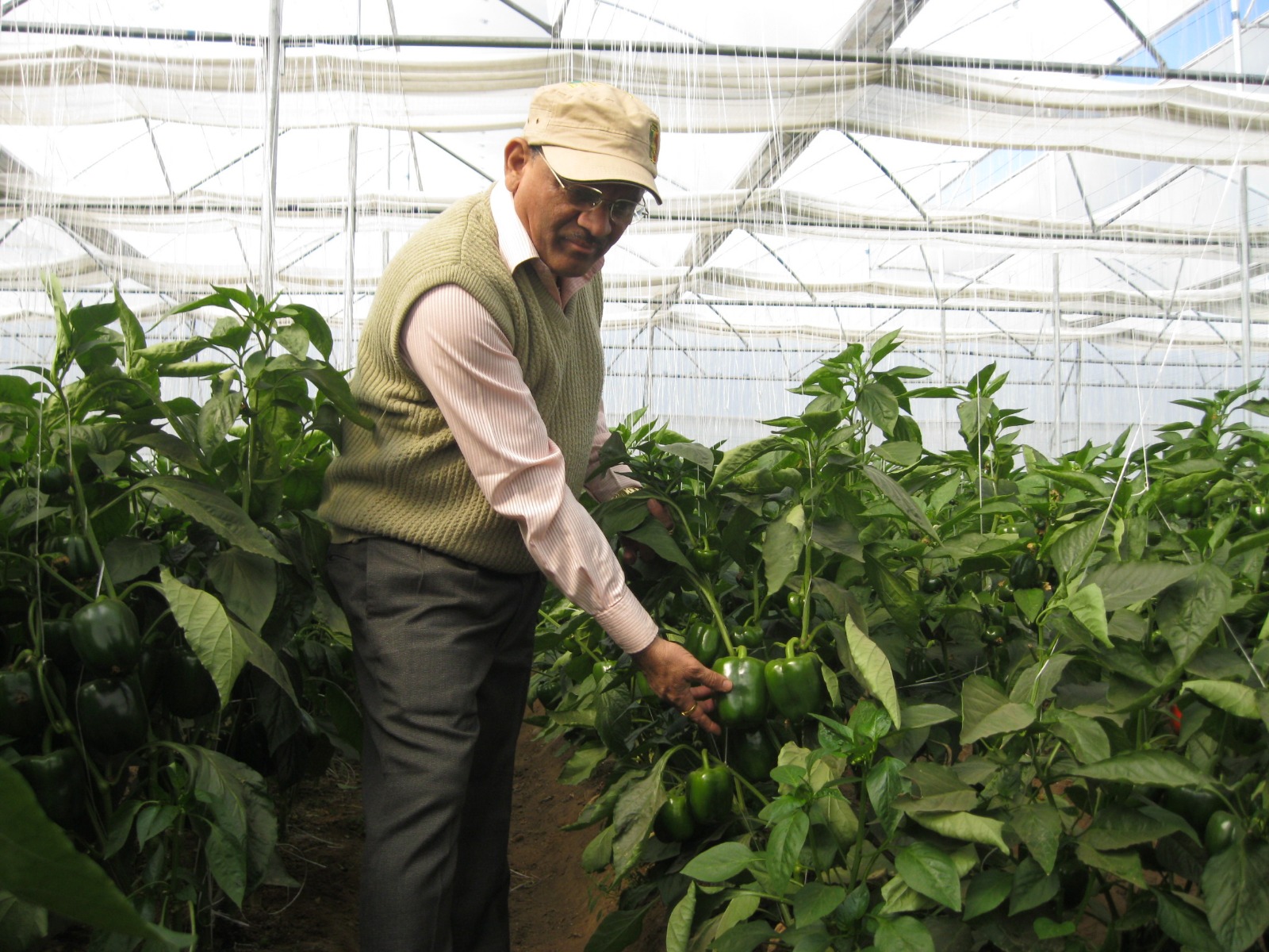 Greenhouse Project 35